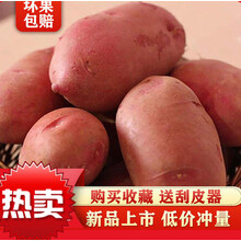 云南新鲜现挖大土豆批发黄心土豆5/10斤马铃薯士豆鲜洋芋土豆 红皮 10斤带箱【小号】净重9-9.5斤