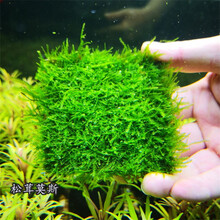 鱼缸沉木造景散装莫斯鹿角苔火焰垂泪松茸怪厥三角懒人水草草坪 松茸莫斯