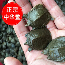 润宝龙外塘甲鱼苗小甲鱼苗水鱼苗王八苗中华鳖生态养殖龙鱼活体饲料 20只