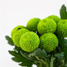 乒乓球菊花盆栽室内外阳台庭院四季开花多色可选绿植物带花苞好养 绿色 140# 带盆栽好