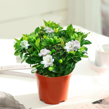 蝴蝶之舞 栀子花盆栽花卉植物室内带花苞阳台花卉绿植浓香型树苗四季好养 简易盆【120#栀子花】 含盆