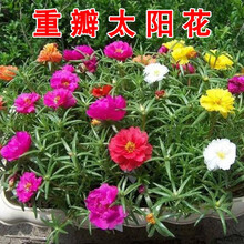 花卉种子花籽格桑花波斯菊百日草野花组合硫华菊金鸡菊四季种植易活开花不断花海种植卓天 重瓣太阳花1斤