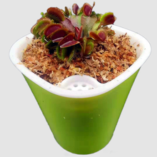 八目尚賞 捕蝇草盆栽新奇趣味捕虫草食人花卉绿植食虫草新奇趣味捕蝇草 红龙夹约3CM 带盆栽好