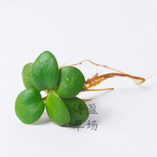 [京选推荐]鱼缸装饰造景 活体植物 浮萍水草 净化水质 灰色    圆心萍4棵