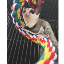 蜜袋鼯飞鼠鹦鹉攀爬绳索棉绳玩具吊绳玩具爬梯云梯软绳 拉长1M 拉直1米 259g