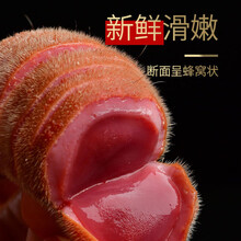 ℂ℘℘新鲜鹿茸整枝含蜡片鹿茸片泡酒药材养殖自吉林梅花鹿乡 【新鲜鹿茸切片】60g