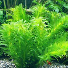 易养耐养好活不用水草泥的真水草活体水草植物绿菊蜈蚣水榕 蜈蚣草10只(带固定瓷环)