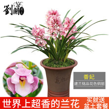 刘阁 春兰墨兰建兰花苗大集合 香妃 有香味的兰花 夏带花苞出售室内外花卉绿植盆栽草观花植物 香妃2苗加盆土肥，说明书