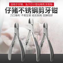 申慧直通车 不锈钢兽用剪牙钳小猪用剪齿钳牙剪 仔猪羊兔子剪牙钳断牙钳 猪牙齿剪猪场养猪设备 不锈钢12.5cm