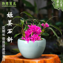 刘阁兰花苗 姬美石斛 冬带花苞出售矮种有香味的兰花卉桌面盆栽 姬美石斛3苗以上带原塑料盆