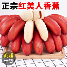 GANXIAN海南红香蕉美人蕉【顺丰锁鲜-可送到家】现摘红皮香芭蕉 粉糯香甜 5斤 精美礼盒装