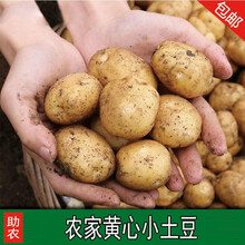 云南现挖小土豆洋芋马铃薯10斤5斤高原农家自种新鲜蔬菜洋芋土豆 10斤中果(带箱9.5-10斤)