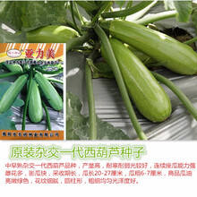 揭美 西葫芦种子 杂交高产早青小南瓜青瓜 春秋阳台田园瓜果蔬菜西葫芦种子 原厂包装30粒