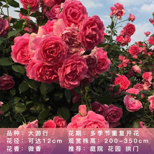 月季花苗 蔷薇花苗 藤本月季花苗 欧月藤玫瑰花苗大花浓香爬藤植物绿植盆栽花卉 大游行 4年苗