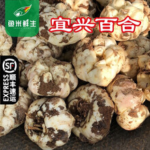 宜兴新鲜百合 微苦天然 江苏太湖宜兴土特产 顺丰 两斤【10个左右】