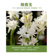 月娥晚香玉种球 盆栽地栽多年生种球花卉白色重瓣浓香型花卉 混色10球含2份盆土