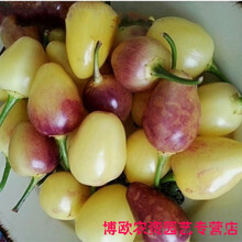 五彩椒种子大全七彩辣椒种籽四季朝天椒蔬菜种孑小米盆栽春季线树 泡椒100粒+肥