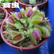 驱蚊草种子 除虫菊阳台室内盆栽花卉食虫草 捕蝇草籽 夜来香种子 捕苍蝇草