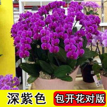 花匠汇花卉 京东