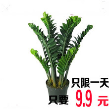 金钱树盆栽 植物室内大绿植  钱串子 客厅四季常青发财树盆景 15~20cm高一盆五六棵左右原盆 不含盆