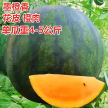 无籽西瓜种子 黑皮黄瓤特大超甜巨型西瓜 懒汉水果种籽蔬菜孑 墨橙香西瓜10克原装约180粒