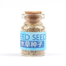 疯狂石头 鱼缸水草种籽不用泥的水草种子牛毛毡珍珠草水草造景懒人水草植物 迷你小牛毛1瓶10g装