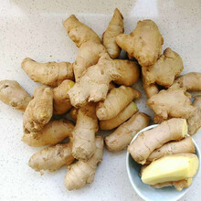 新鲜云南生态小黄姜生姜老姜批发嫩姜仔姜月子姜整箱现挖 实惠散姜 3斤装(净重)