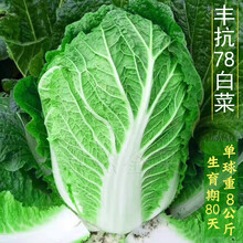 大青麻叶白菜种子天津绿高桩白菜籽春秋季菜园大田高产蔬菜种孑 丰抗78大白菜/原包装12克