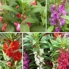 一播大地 凤仙花种子茶花凤仙花种子 花种子 观花种子 指甲花种子 景观绿化 草花种子盆栽草花易种 凤仙花种子混色200粒