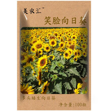 花种子四季播易种易成活格桑花卉种籽阳台盆栽矮杆多年生混色室内花卉种孑重瓣向日葵种子 笑脸向日葵100粒
