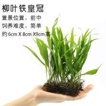 VAKADA金鱼草鱼缸好养易活的中后景活体真水草懒人淡水有茎类造景植物鱼缸造景装饰 柳叶铁皇冠
