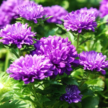 大花翠菊种子 野菊花种子四季种易活开花不断适合春季种的花种子 红色翠菊1000粒