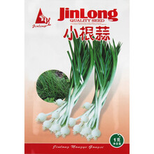 小根蒜种子 野韭葱 野葱野种籽 阳台盆栽蔬菜种籽山蒜薤白大脑瓜 小根蒜2包装