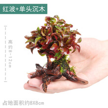 水草植物鱼缸造景装饰沉木水榕懒人新手爬地矮珍珠增氧净化真水草 红波 沉木单头