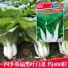 夏春季四季播种蔬菜种子纯种黑叶小白菜中脚奶白菜庭院阳台种植 约200粒 四季葵扇黑叶白菜