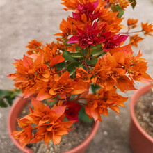 三角梅树苗盆栽室内阳台爬藤植物重瓣大苗庭院花卉盆景 橘红色 3年苗