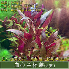 [京选推荐]鱼缸造景懒人水草活体淡水植物水族箱中后景有茎水草绿菊套餐 血心兰3杯