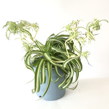 【虹越】卷叶吊兰盆栽苗 庭院窗台办公室阳台净化空气趣味观赏绿植 160#（带爱丽思deepot花盆）
