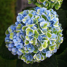 大花绣球花花苗绣球盆栽苗无尽夏八仙花室内阳台庭院植物 魔幻 不含盆