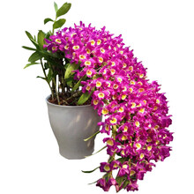 世界超香 禅心石斛 四季开花 室内盆栽花卉 禅心石斛6苗价格 不含盆