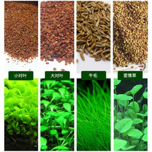 水草种子鱼缸造景装饰小对叶小牛毛鱼缸草坪种子造景套餐 4号彩叶草（30克瓶装）