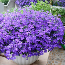 波思菊红枫花种子花种四季开花室内易活花卉盆栽花草植物花籽花种籽子 六倍利500粒+盆+土+肥