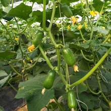 无刺水果黄瓜种子 荷兰进口水果黄瓜种籽 小黄瓜乳瓜子种卡宴 金童水果黄瓜10粒