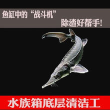 金鲁鱼冷水鱼清道夫观赏鱼吃垃圾粪便鱼苗鲟淡水鱼锦鲤活体金鱼包活 黑色10-12CM1条送专用料