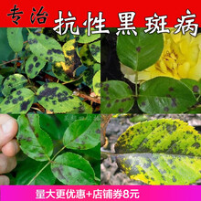 月季花黑斑病专用药兰花多肉花药多菌菌灵农药剂多菌灵白粉病 90g