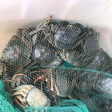 安小离大闸蟹鲜活现货螃蟹一元蟹0.5-2.2两河蟹毛蟹稻田蟹 二元蟹20只送10只