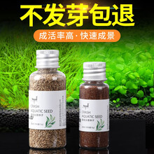 意牌（YEE）鱼缸水草种子鱼缸造景对叶水草泥真水草懒人水草种籽牛毛水草植物 【升级版】牛毛种子15g