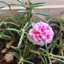 云仓混色重瓣太阳花苗 带根带土太阳花苗盆栽混色重瓣宿根花卉盆栽Z2 8-12个颜色(60-100枝)强烈 重瓣 不含盆