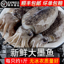 新鲜大墨鱼海捕墨鱼仔超大号冷冻水产海鲜大乌贼目鱼墨斗鱼 4斤()