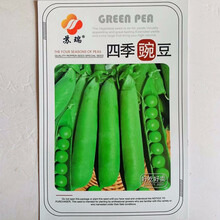 豌豆种籽 蔬菜种子四季播 秋播豌豆荷兰豆种子高产好吃豌豆
